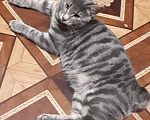Кошки в Рязани: Продаются котята курильского бобтейла, 7 000 руб. - фото 3
