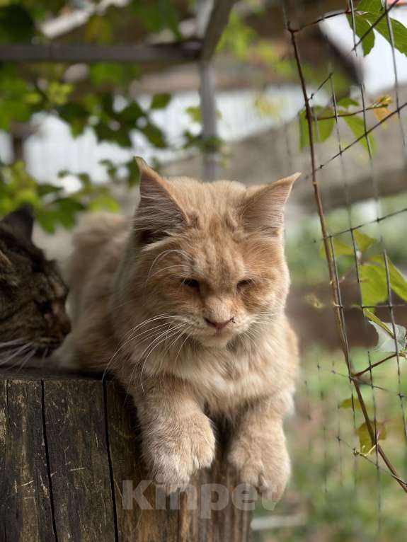 Кошки в Дмитрове: Кошечка мейн-кун Девочка, Бесплатно - фото 4
