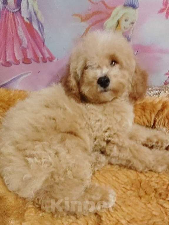 Собаки в Екатеринбурге: Щенки породы Пушон Девочка, 70 000 руб. - фото 6