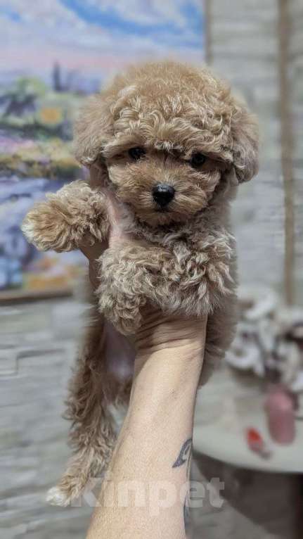 Собаки в Москве: Мини девочка иальтипу Девочка, 120 000 руб. - фото 1