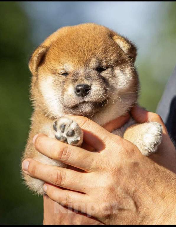 Собаки в Москве: Щенок сиба ину Девочка, 50 000 руб. - фото 6