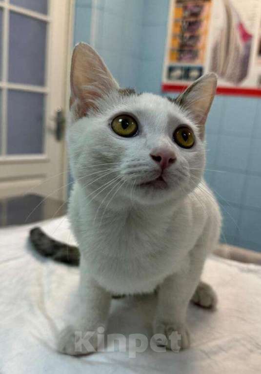 Кошки в Москве: Белый котенок подросток Месси в добрые руки Мальчик, 1 руб. - фото 3