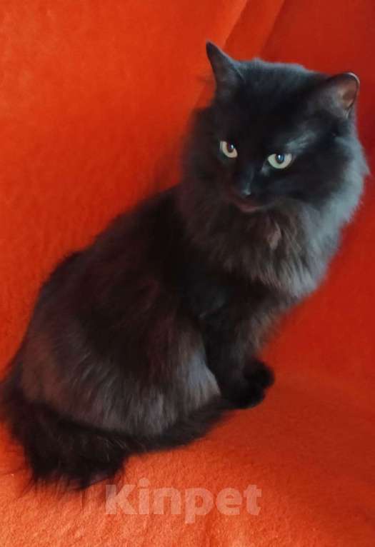 Кошки в Москве: Нюша и Плюша ищут дом Девочка, Бесплатно - фото 5