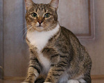 Кошки в Люберцах: Умная полосатая кошечка Девочка, Бесплатно - фото 3