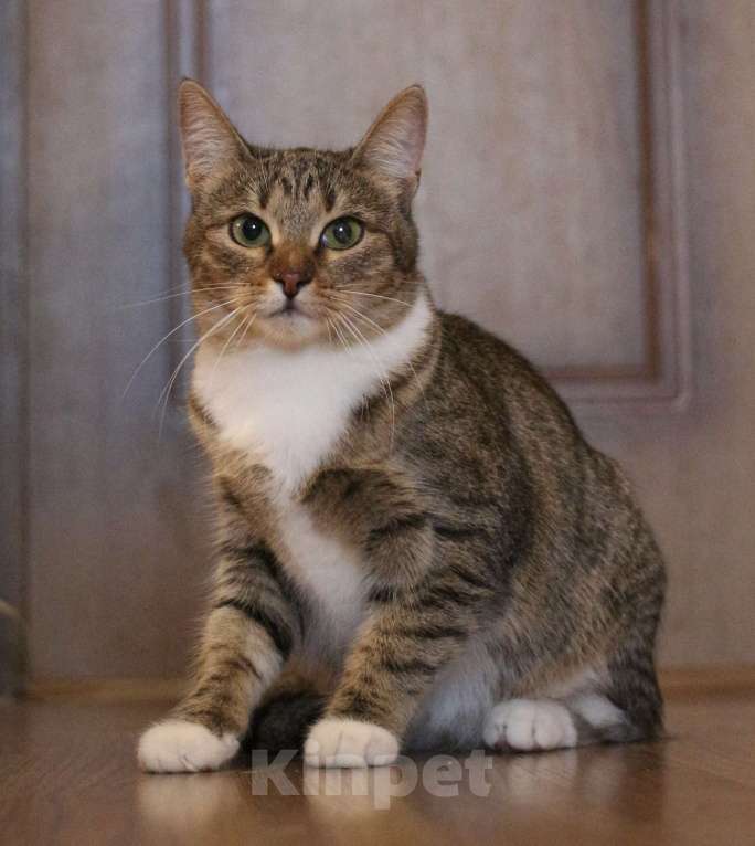 Кошки в Люберцах: Умная полосатая кошечка Девочка, Бесплатно - фото 3