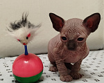 Кошки в Новокуйбышевске: Канадский сфинкс, девочка-котёнок. Девочка, 10 000 руб. - фото 1