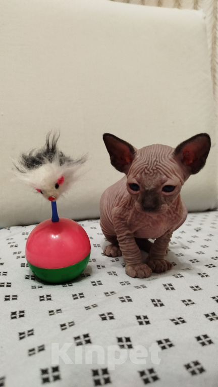Кошки в Новокуйбышевске: Канадский сфинкс, девочка-котёнок. Девочка, 10 000 руб. - фото 1