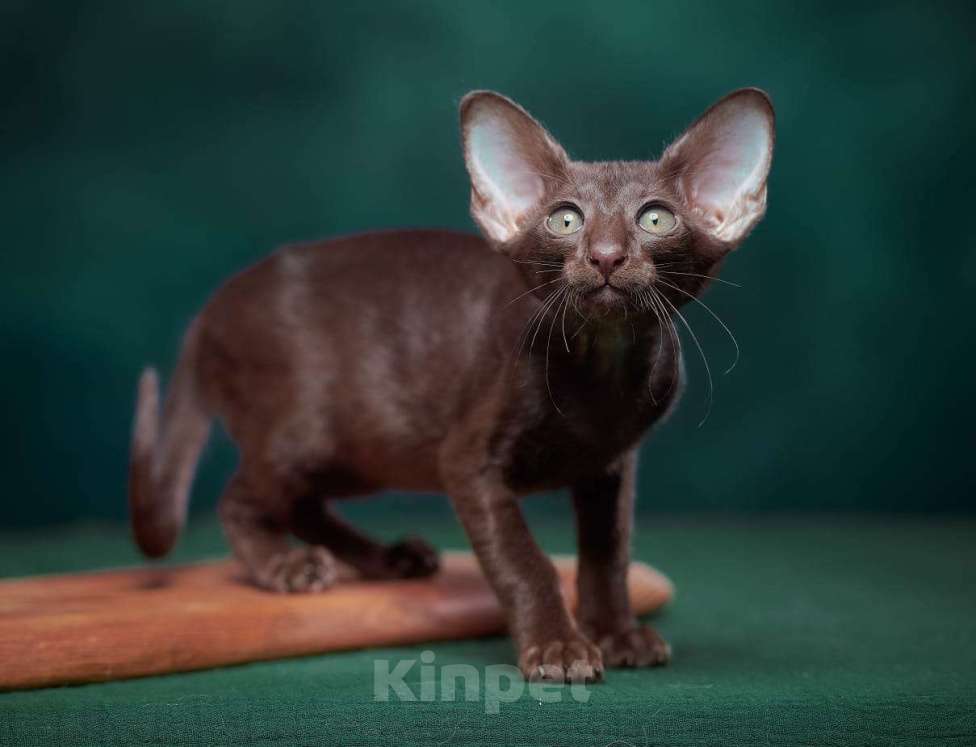 Кошки в Тюмени: Ориентальные котята  Девочка, 40 000 руб. - фото 6