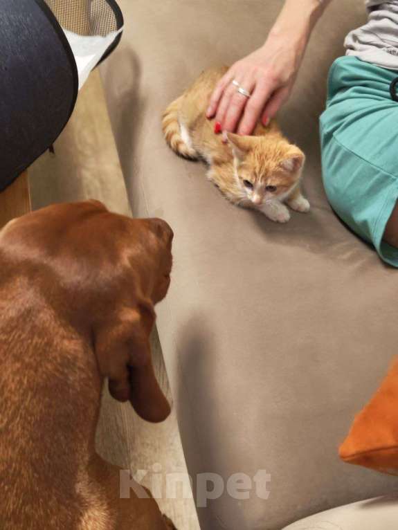 Кошки в других городах Московской области: Отдам рыжую красотку в добрые руки Девочка, 100 руб. - фото 5