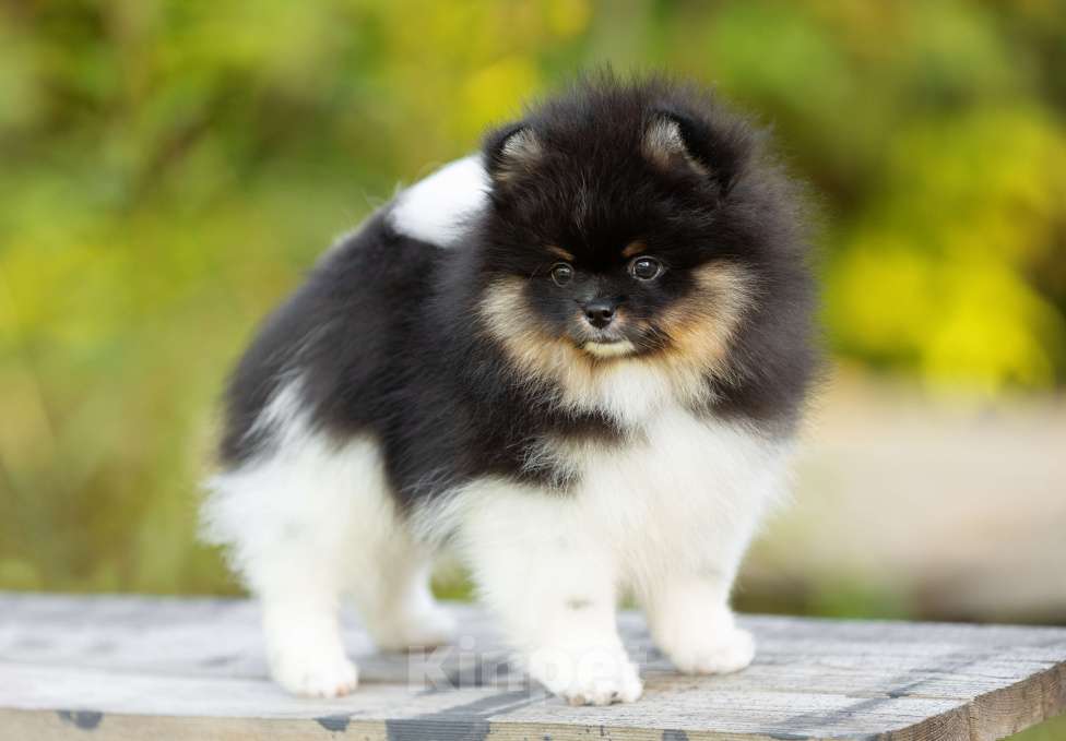 Собаки в Пушкино: Щенок триколор Мальчик, 110 000 руб. - фото 4