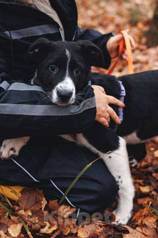 Собаки в Москве: Фелисити - девочка, 2 месяца, ищет дом  Девочка, Бесплатно - фото 4