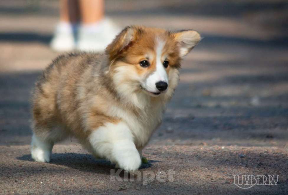 Собаки в Санкт-Петербурге: Вельш корги пемброк  Мальчик, Бесплатно - фото 2