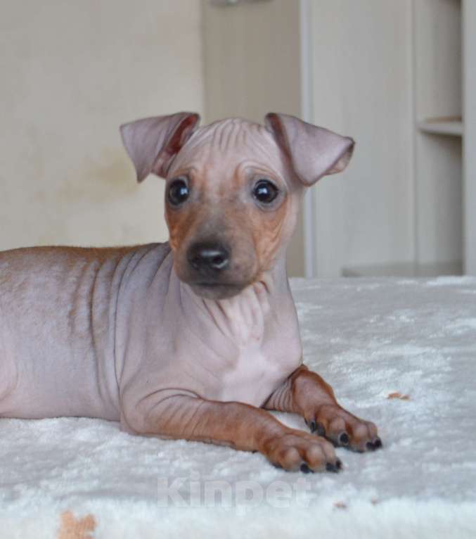 Собаки в Москве: Красно-соболиный мальчик американского голого терьера Мальчик, 35 000 руб. - фото 2
