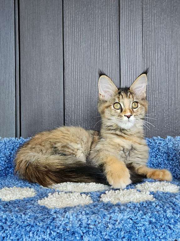 Кошки в других городах Московской области: Котенок Мейн-кун Девочка, 18 000 руб. - фото 4