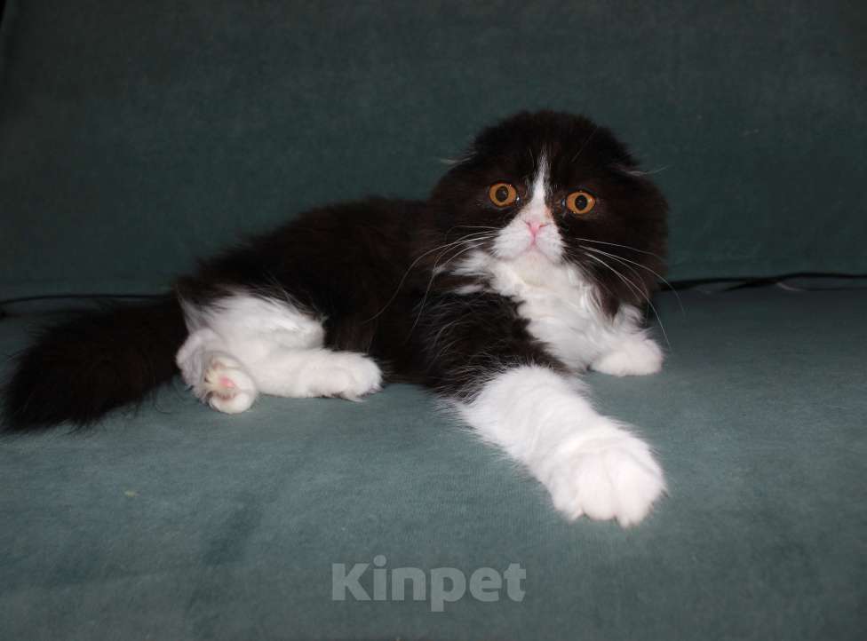 Кошки в Санкт-Петербурге: Шотландская вислоухая  Девочка, Бесплатно - фото 3