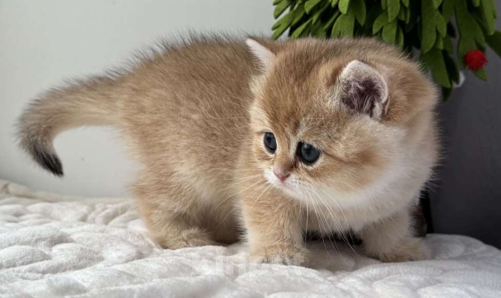 Кошки в Ковровом: Британские золотые шиншиллы с документами  Девочка, 50 000 руб. - фото 3