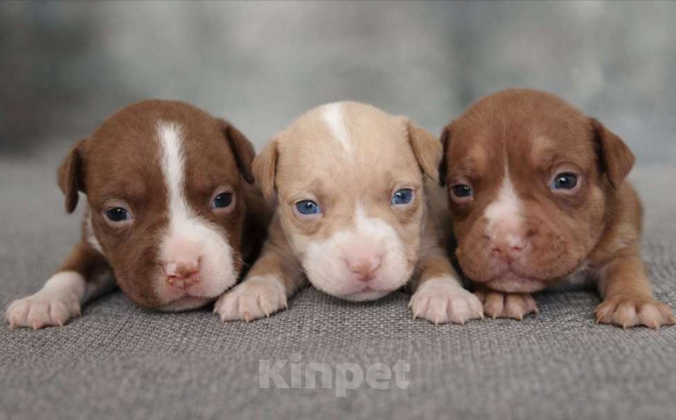 Собаки в Кинели: Американский Булли Мальчик, Бесплатно - фото 1