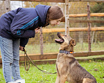 Собаки в Москве: Собака из приюта ищет дом и семью Мальчик, Бесплатно - фото 10