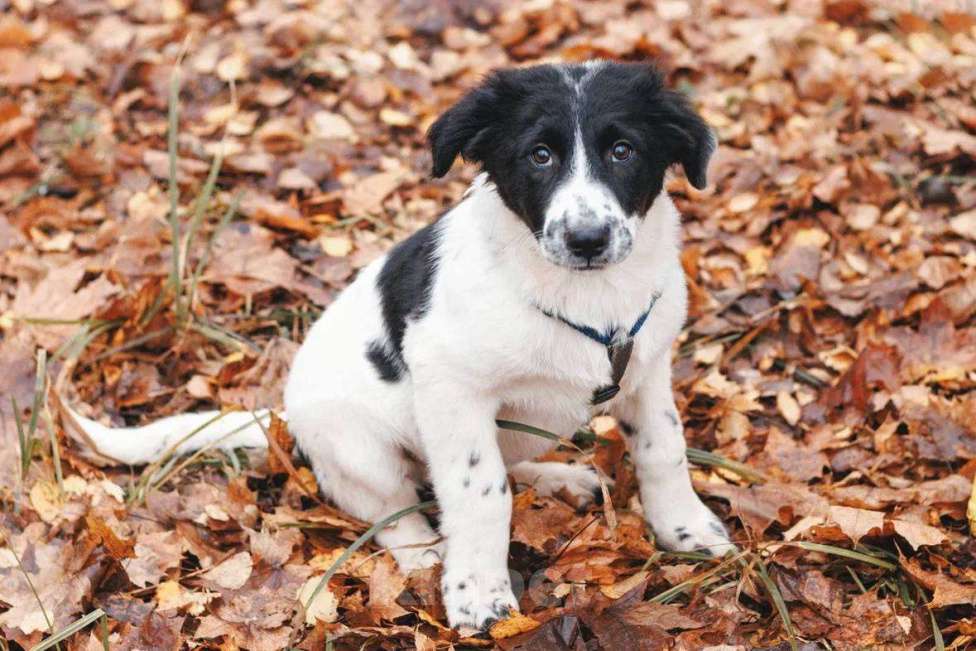 Собаки в Москве: Таллиса - девочка, 2 месяца, ищет дом  Девочка, Бесплатно - фото 2