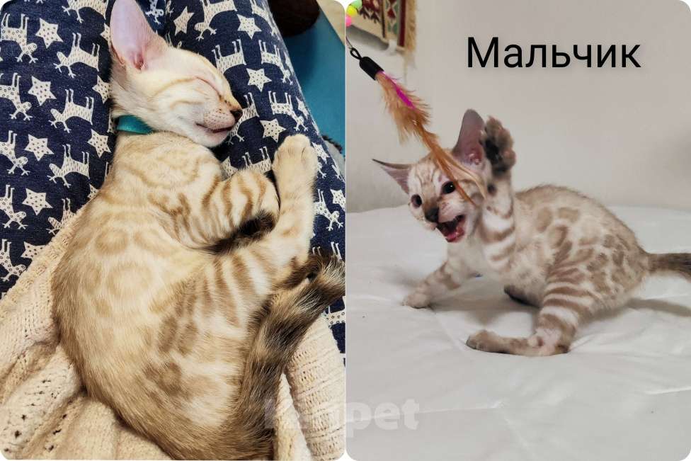Кошки в Перми: Снежный бенгал роскошный окрас Мальчик, 50 000 руб. - фото 2