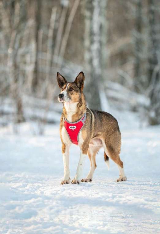 Собаки в других городах Московской области: Фрося-нежная и хрупкая душа Девочка, Бесплатно - фото 2