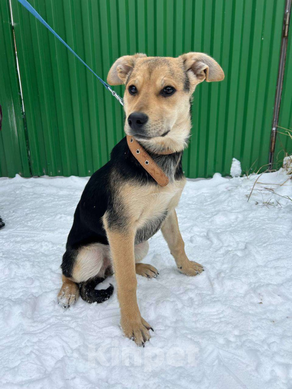 Собаки в Серпухове: Щеночек Лика в добрые руки Девочка, Бесплатно - фото 6