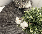 Кошки в Щелково: отдаю в добрые руки кошечку Девочка, Бесплатно - фото 3