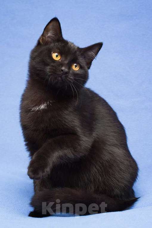 Кошки в Москве: Черный золотоглазый ручной котенок Ноа в добрые руки Девочка, 10 руб. - фото 5