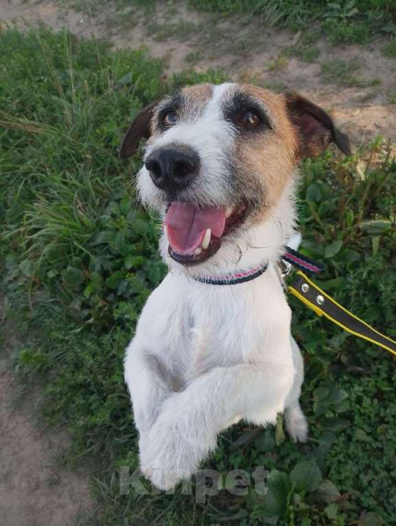 Собаки в Санкт-Петербурге: Милашка джек-рассел-терьер ищет дом Мальчик, Бесплатно - фото 6