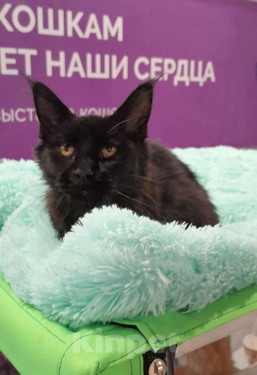 Кошки в Москве: Девочка мейн-куна Девочка, 40 000 руб. - фото 2