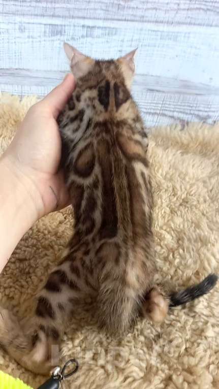 Кошки в Москве: Бенгальский котёнок  Мальчик, 30 000 руб. - фото 5