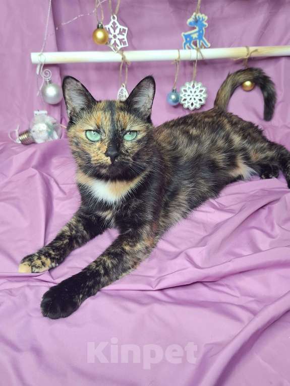 Кошки в Москве: Кошка с невероятными глазами в добрые руки  Девочка, Бесплатно - фото 9