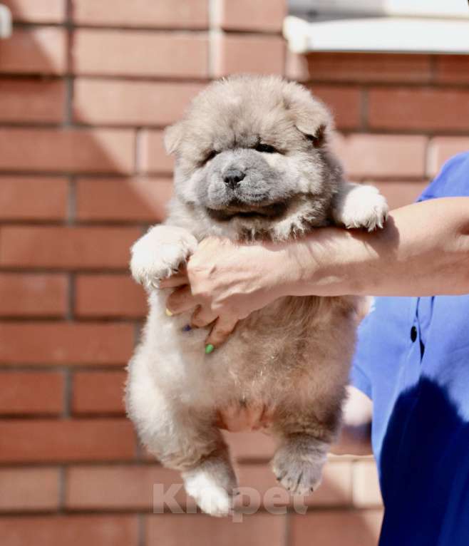 Собаки в Оренбурге: Щенок чау- Франт Корица Люкс,   Мальчик, 80 000 руб. - фото 2