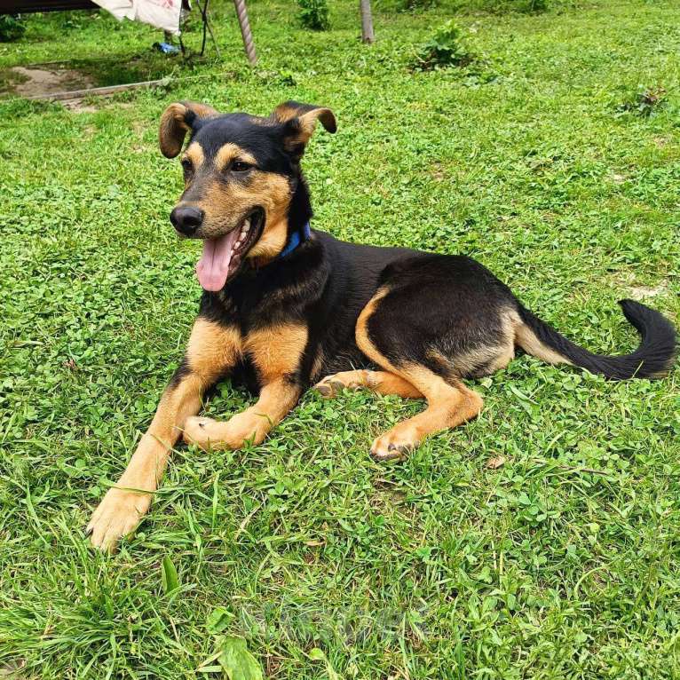 Собаки в Москве: Щенок подросток Жора в добрые руки Мальчик, Бесплатно - фото 3