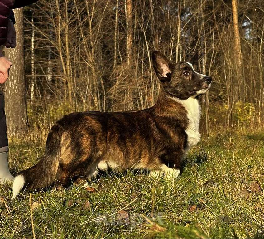 Собаки в других городах Московской области: Малыш Корги Мальчик, 35 000 руб. - фото 1