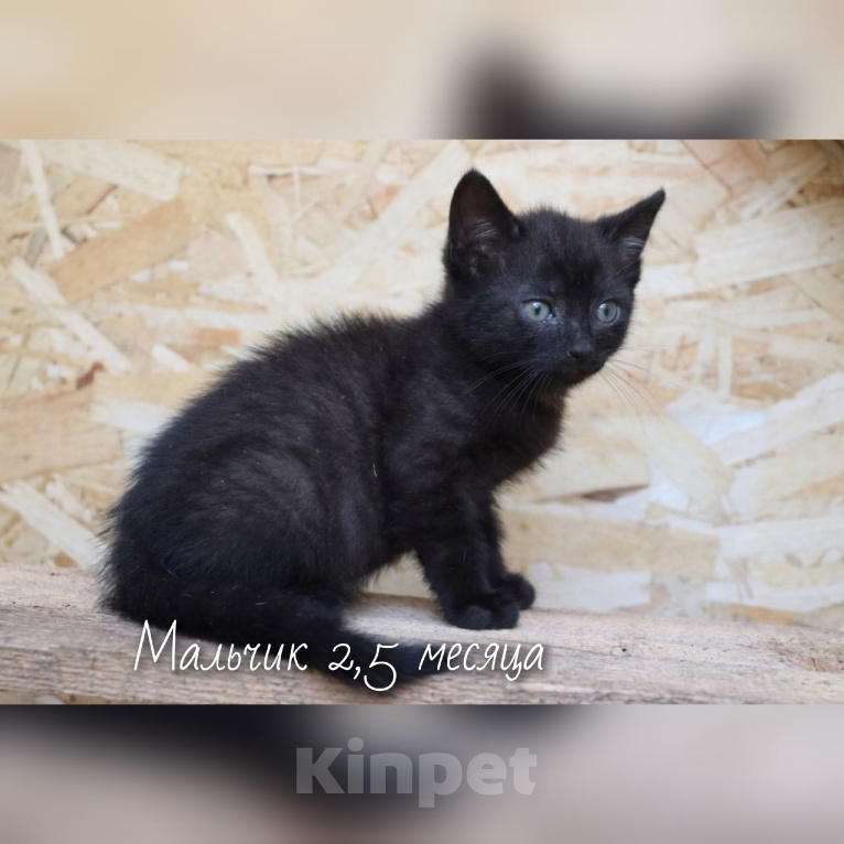 Кошки в Москве: Ищут дом настоящие комочки счастья Разнополые, Бесплатно - фото 3