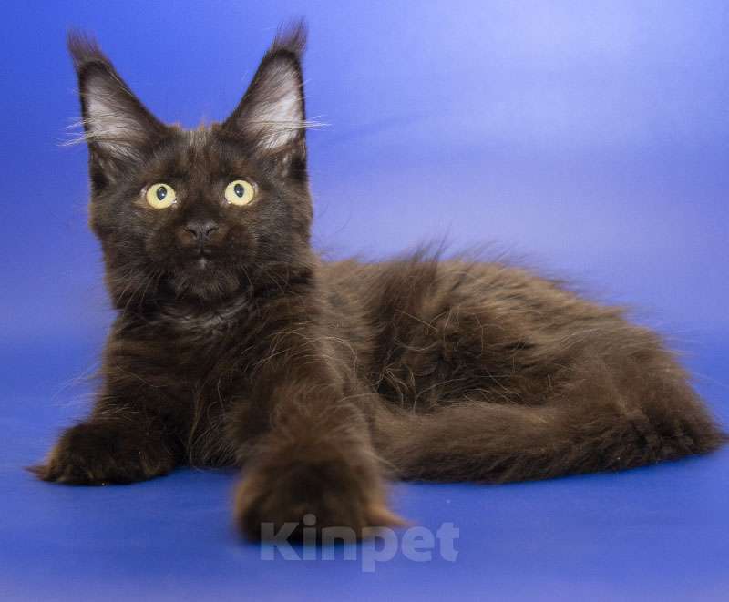 Кошки в Москве: Мейн кун котенок Девочка, Бесплатно - фото 2