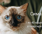 Кошки в Москве: Сима из кошачьей квартиры. Девочка, Бесплатно - фото 1