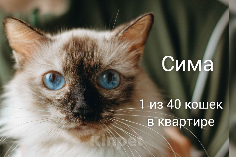 Кошки в Москве: Сима из кошачьей квартиры. Девочка, Бесплатно - фото 1