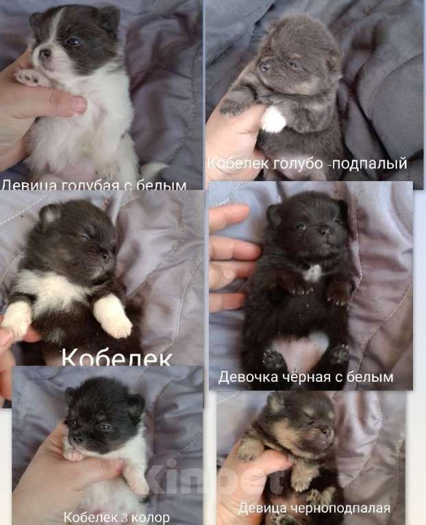 Собаки в Москве: Помчи шпицы Разнополые, 15 000 руб. - фото 1