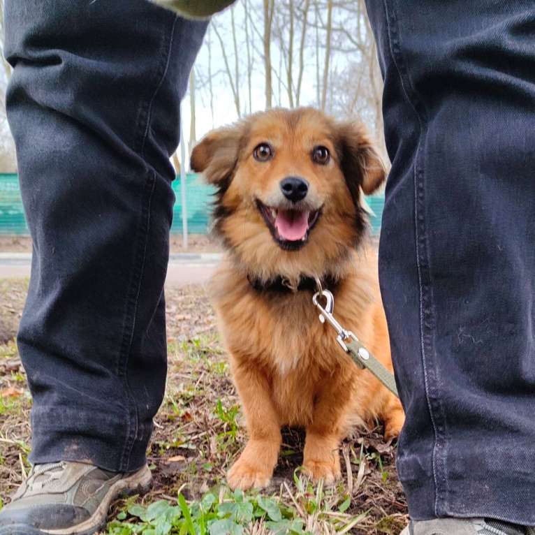 Собаки в Санкт-Петербурге: Маленькая собачка в добрые руки Девочка, Бесплатно - фото 1