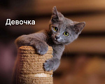 Кошки в Одинцово: много котят выбираем налетаем!  Девочка, Бесплатно - фото 7