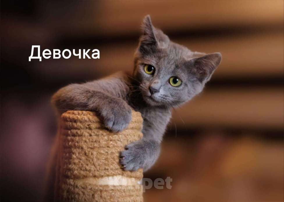 Кошки в Одинцово: много котят выбираем налетаем!  Девочка, Бесплатно - фото 7