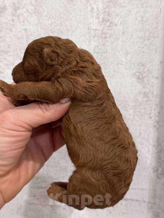 Собаки в Москве: Той-пудель тедди девочка Девочка, 150 000 руб. - фото 4