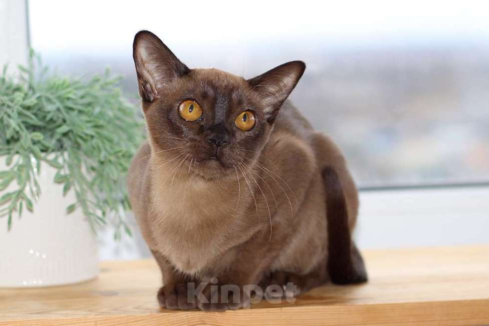 Кошки в Москве: Бурма - кошечка в разведение Девочка, 140 000 руб. - фото 4