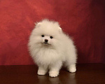 Собаки в Москве: Померанский карликовый шпиц---чисто белый Мальчик, 35 000 руб. - фото 3