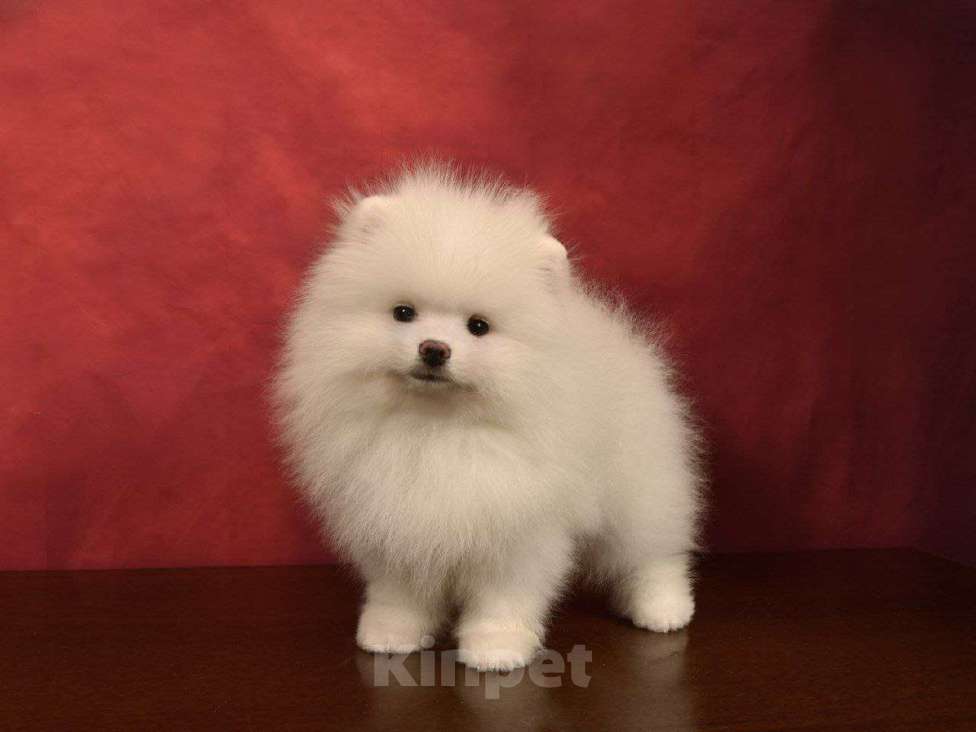 Собаки в Москве: Померанский карликовый шпиц---чисто белый Мальчик, 35 000 руб. - фото 3