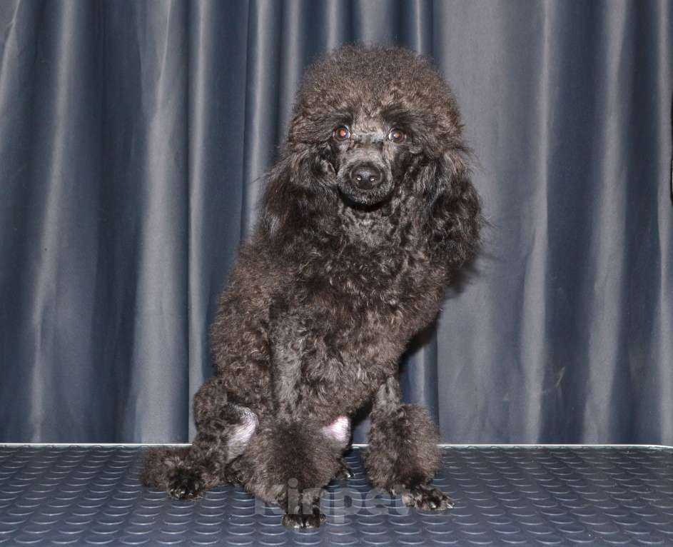 Собаки в Глазове: Ололош и Овечкин, той пудель СКОР Мальчик, 20 000 руб. - фото 4