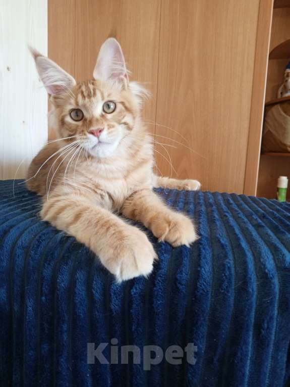 Кошки в Владимире: Кот , мейн-кун , красный тигр Мальчик, 40 000 руб. - фото 1