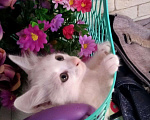 Кошки в Заречном: Котята белые, 100 руб. - фото 3